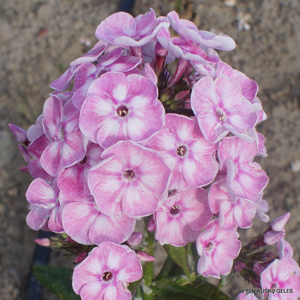 Phlox paniculata 'Younique Old Pink'